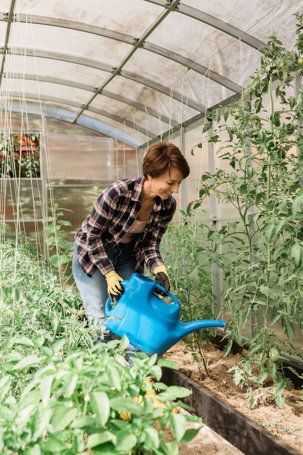 Quels légumes et herbes sont idéaux pour un potager débutant ?